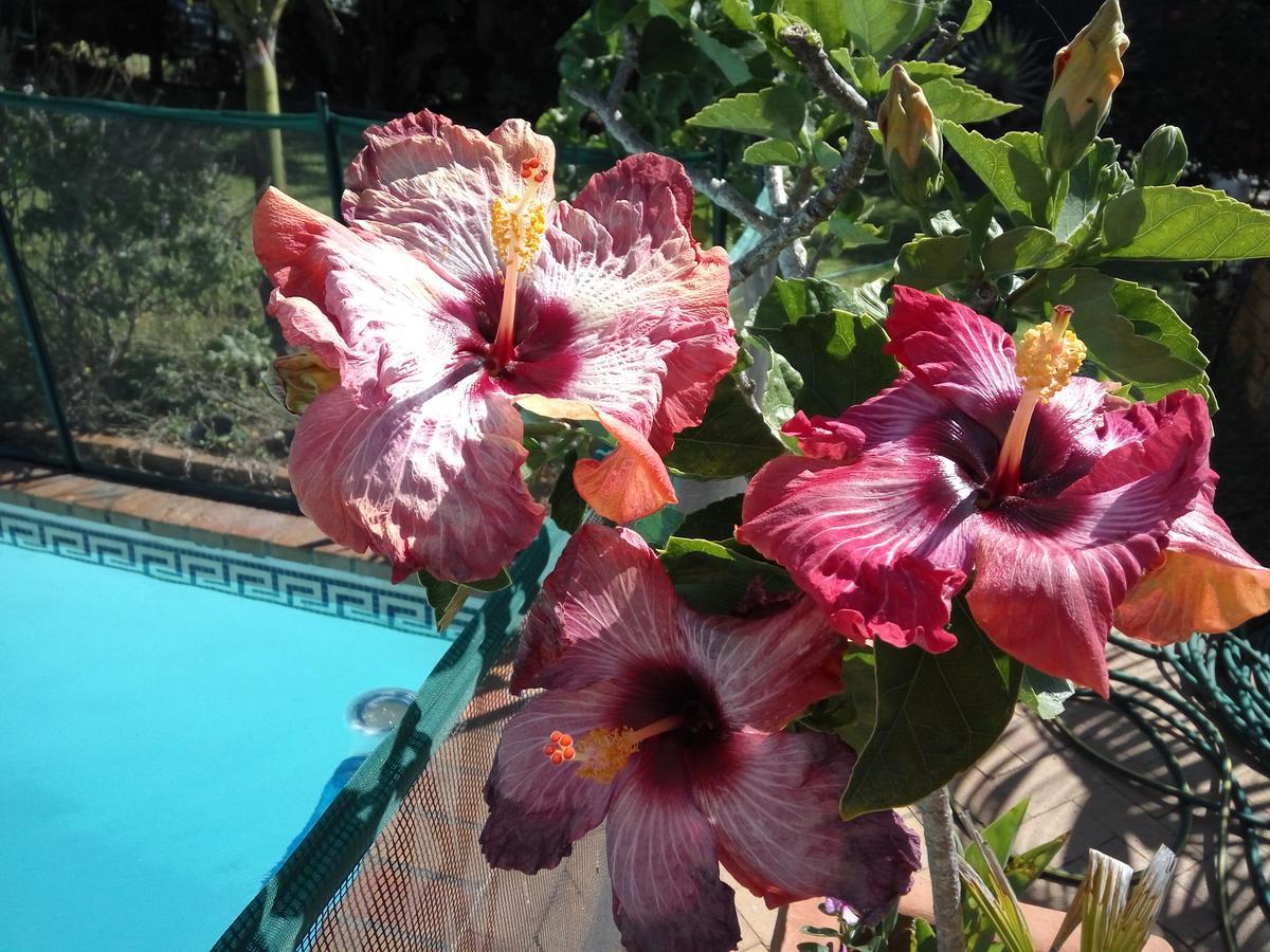 Cape Oasis Guesthouse Bloubergstrand Kültér fotó